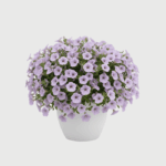 PETUNIA