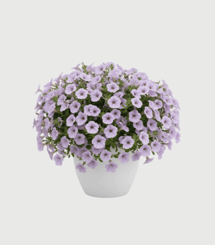 PETUNIA