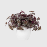 TRADESCANTIA ZEBRINA