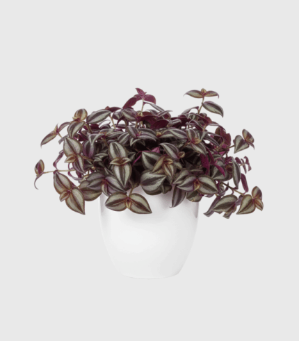 TRADESCANTIA ZEBRINA