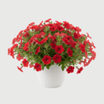 PETUNIA