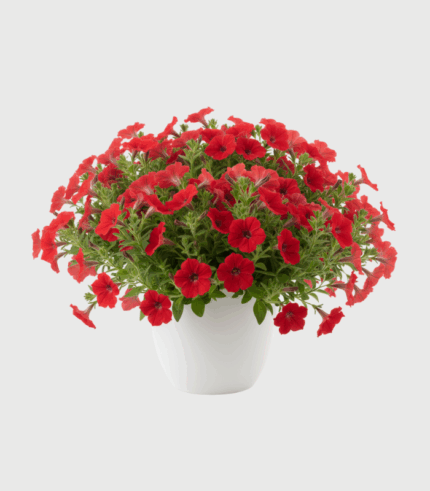 PETUNIA