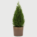 THUJA SMARAGD