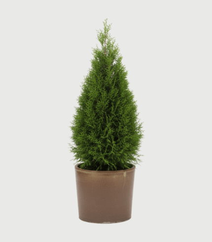 THUJA SMARAGD