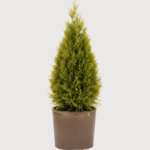 THUJA SMARAGD GOLD