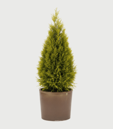 THUJA SMARAGD GOLD