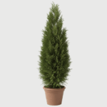 THUJA COLUMNA