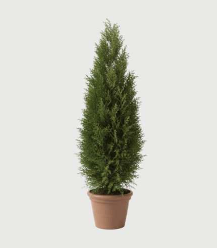 THUJA COLUMNA