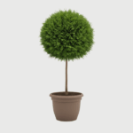 THUJA SMARAGD KUGLA