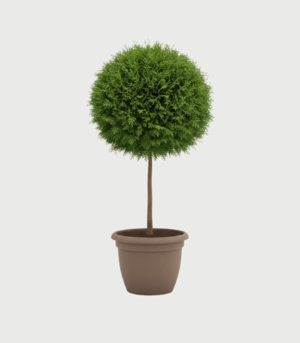 THUJA SMARAGD KUGLA