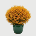 THUJA RHEINGOLD