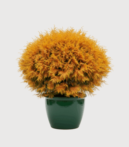 THUJA RHEINGOLD