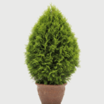 THUJA AUREA NANA