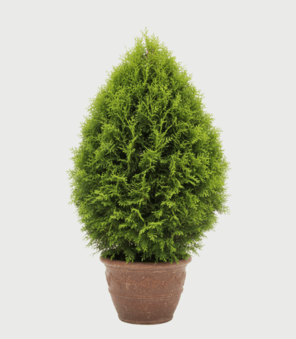 THUJA AUREA NANA