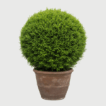 THUJA WOODWORDII