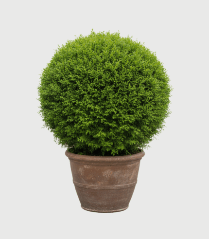 THUJA WOODWORDII