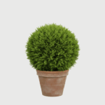 THUJA DANICA
