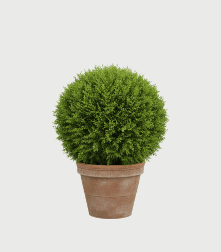 THUJA DANICA