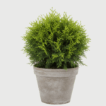 THUJA TINY TIM