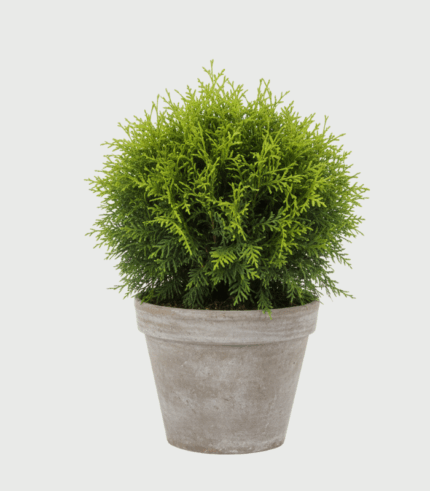 THUJA TINY TIM