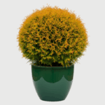 THUJA MIRJAM