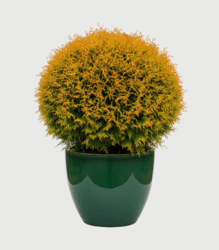 THUJA MIRJAM
