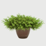 JUNIPERUS OLD GOLD
