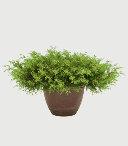 JUNIPERUS OLD GOLD