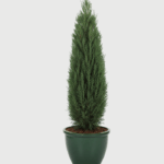 JUNIPERUS BLUE ARROW