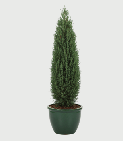 JUNIPERUS BLUE ARROW