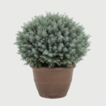 JUNIPERUS BLUE STAR