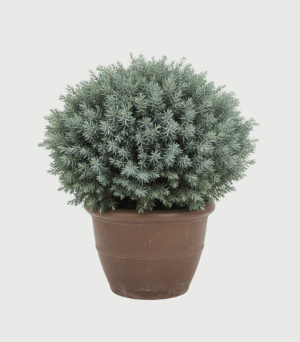 JUNIPERUS BLUE STAR