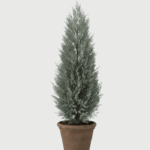 JUNIPERUS MOONGLOW