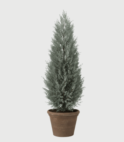 JUNIPERUS MOONGLOW