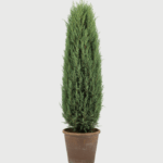 JUNIPERUS ARNOLD