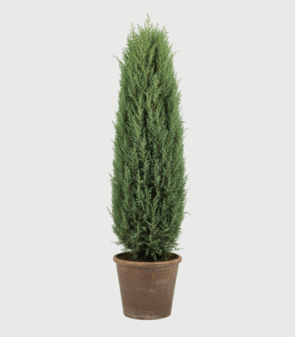 JUNIPERUS ARNOLD