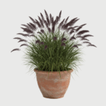 PENNISETUM ALOPECUROIDES BLACK BEAUTY