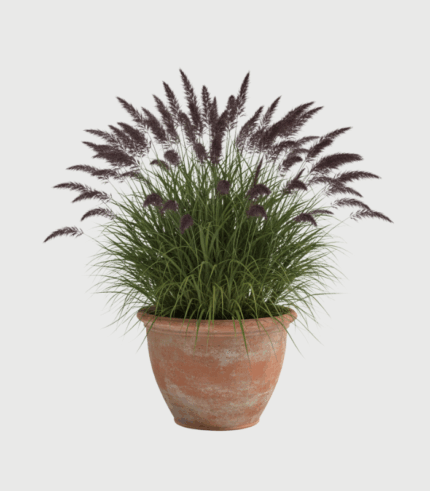 PENNISETUM ALOPECUROIDES BLACK BEAUTY