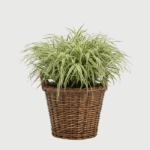 CAREX MORROWII ICE DANCE