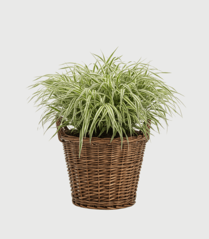 CAREX MORROWII ICE DANCE