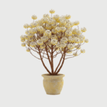 EDGEWORTHIA CHRYSANTHA