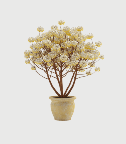 EDGEWORTHIA CHRYSANTHA