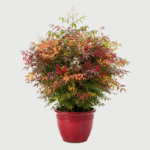 NANDINA DOMESTICA