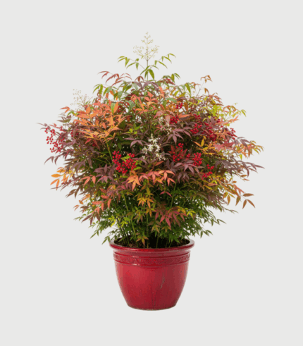 NANDINA DOMESTICA