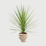 CORDYLINE AUSTRALIS