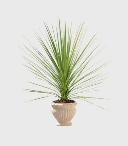 CORDYLINE AUSTRALIS
