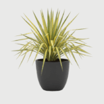 YUCCA FILAMENTOSA