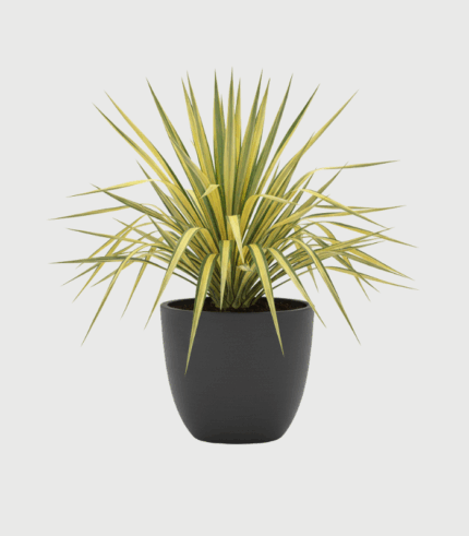 YUCCA FILAMENTOSA