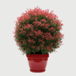 PHOTINIA SERRULATA RED ROBIN