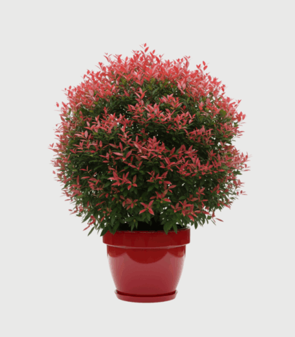 PHOTINIA SERRULATA RED ROBIN